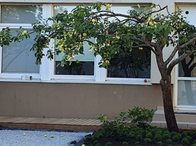 Obelis „Antaninė“ 